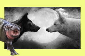 A hippo with its mouth open is added beside an artistic depiction of a black wolf and a white wolf facing each other in front of a full moon